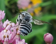 Megachile texana