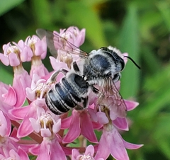 Megachile texana