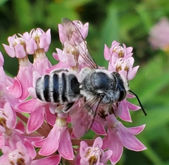 Megachile texana