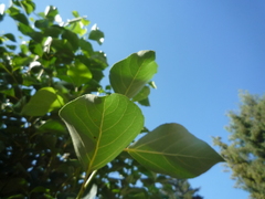 Populus simonii