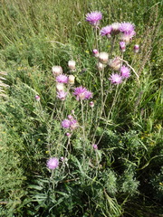 Jurinea salicifolia