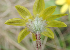 Arctotis perfoliata