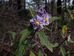 Solanum silvestre