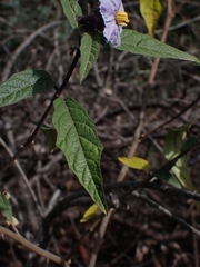 Solanum silvestre