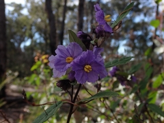 Solanum silvestre