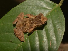 Ingerophrynus divergens