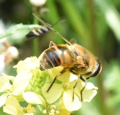 Eristalis tenax