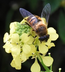 Eristalis tenax