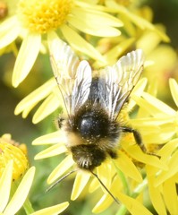 Bombus
