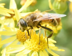 Eristalis tenax