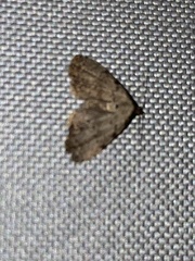 Dyspyralis puncticosta