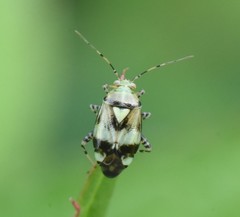 Liocoris tripustulatus