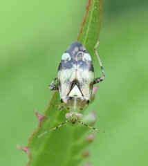 Liocoris tripustulatus