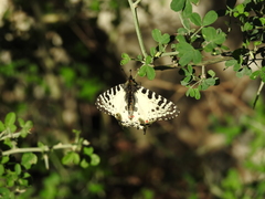 Zerynthia deyrollei