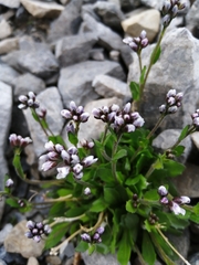 Arabis caerulea