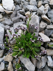 Arabis caerulea