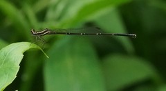Prodasineura autumnalis