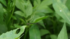 Prodasineura autumnalis