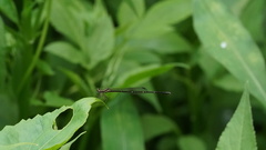 Prodasineura autumnalis