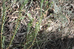 Gnidia styphelioides