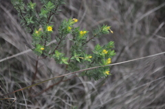 Gnidia styphelioides