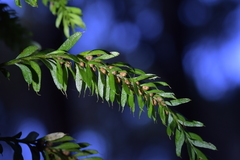 Tmesipteris sigmatifolia