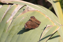 Junonia natalica natalica
