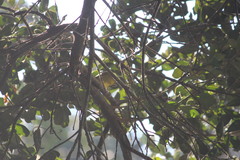 Zosterops virens virens