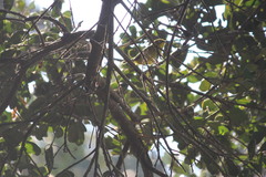 Zosterops virens virens