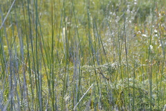 Netrostylis capillaris