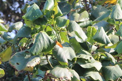 Charaxes varanes varanes