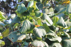 Charaxes varanes varanes
