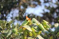 Charaxes varanes varanes