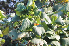 Charaxes varanes varanes