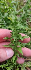 Taraxacum officinale