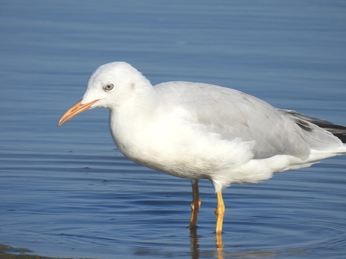 Slender-billed Gull