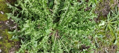 Taraxacum officinale