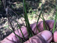 Scleria mackaviensis