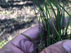 Scleria mackaviensis
