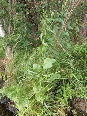 Rumex aquaticus
