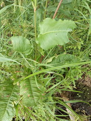 Rumex aquaticus