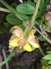 Ranunculus pygmaeus