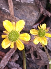 Ranunculus pygmaeus