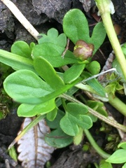 Ranunculus pygmaeus