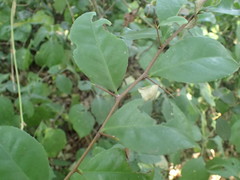 Putterlickia retrospinosa