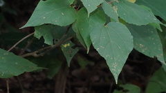 Mallotus paniculatus