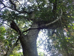 Rhoicissus rhomboidea