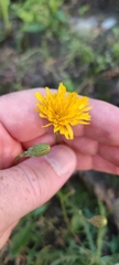 Scorzoneroides autumnalis