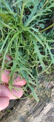 Scorzoneroides autumnalis