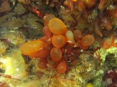 Botryocladia pseudodichotoma